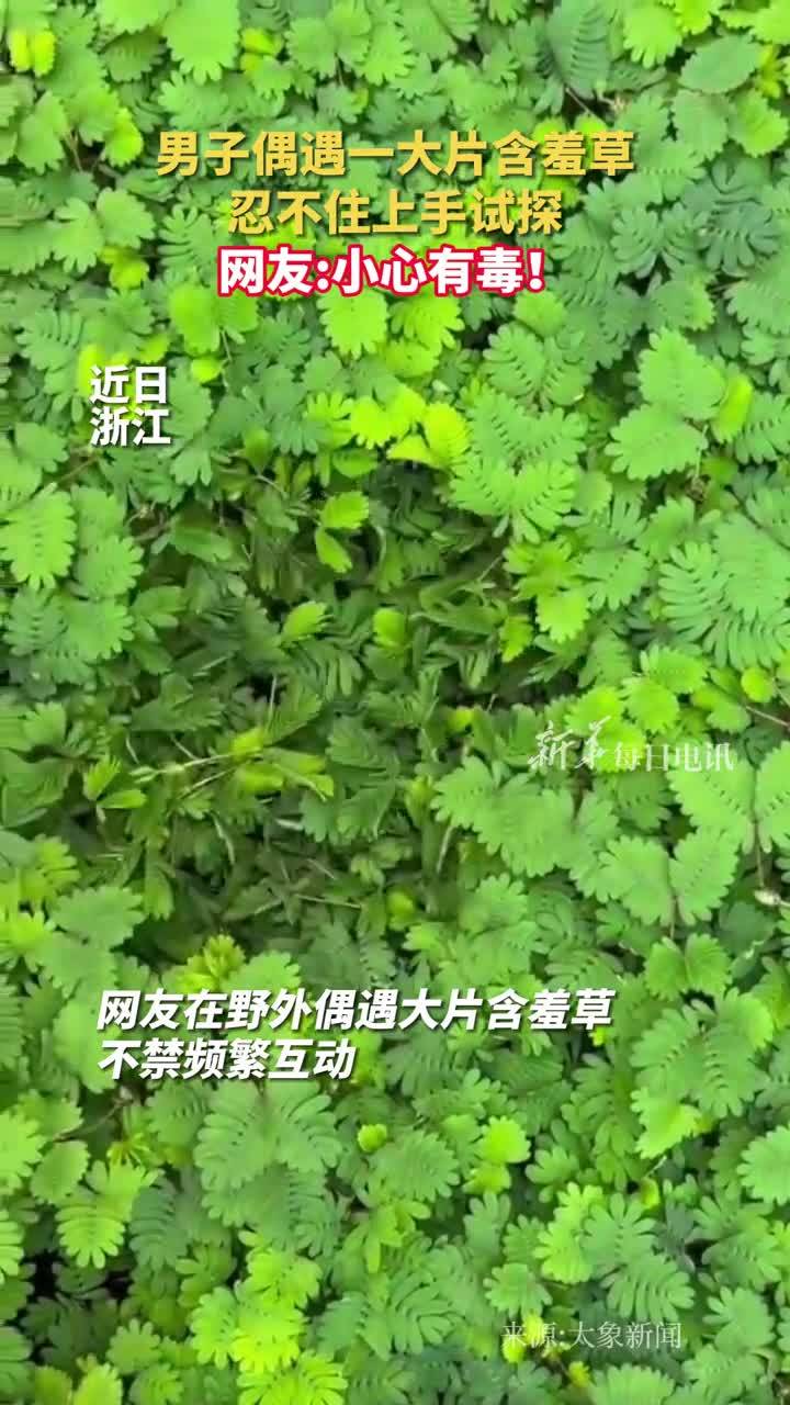 男子偶遇一大片含羞草忍不住上手试探网友小心有毒