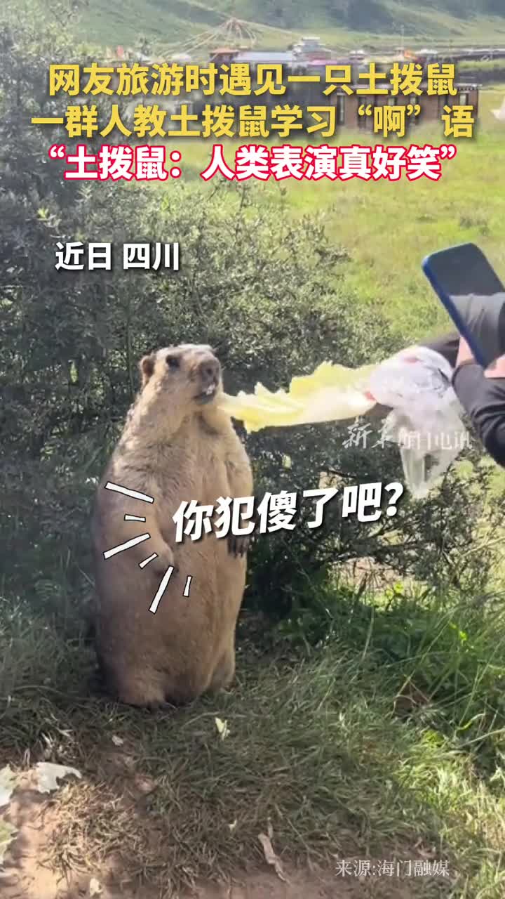网友旅游时遇见一只土拨鼠一群人教土拨鼠学习啊语土拨鼠人类表演真好笑