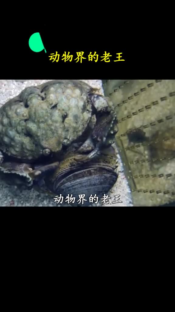 馒头蟹没老婆直接づづ抱一个那么你可以么