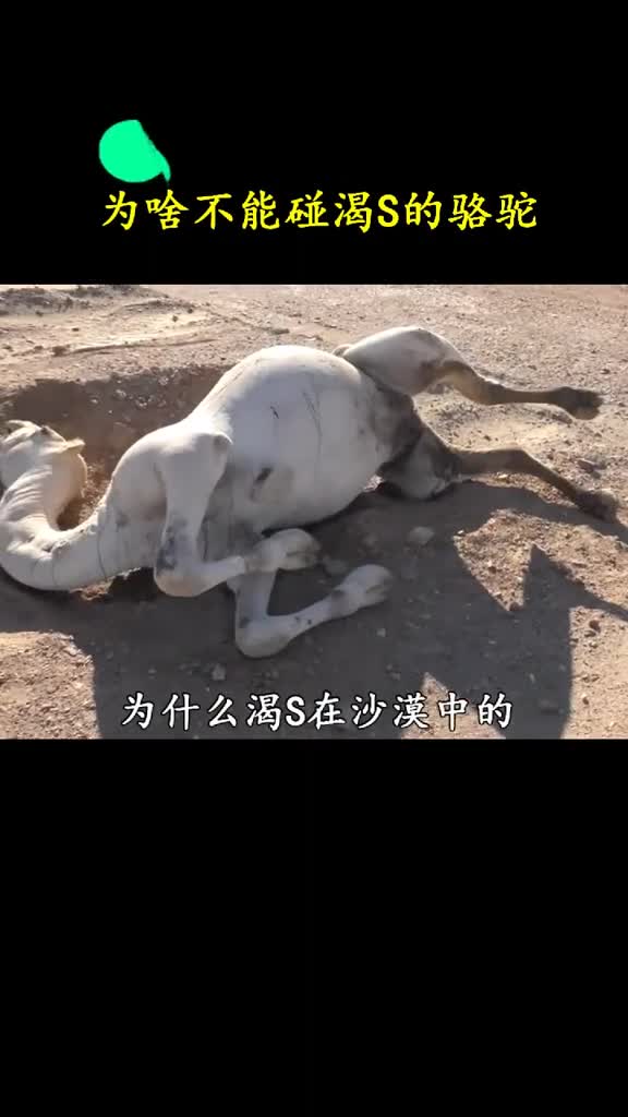 沙漠中渴死的骆驼不能碰