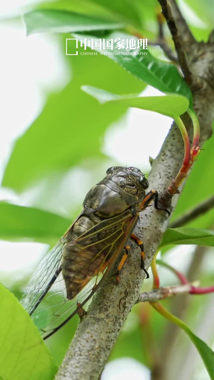 夏日白噪音治愈一切不开心栖身盛夏漫游天地万物都在释放着喜悦欢腾的信号熏风簌簌细雨绵绵聆听蝉鸣与鸟叫的协奏感受清溪与草木的私语随着舒缓的海浪彻底放松身心在萤火闪烁的森野里收获好眠愿你栖身自然感知无限美好