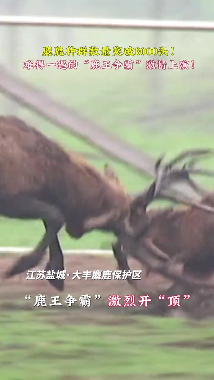 麋鹿种群数量突破8000头难得一遇的鹿王争霸激情上演
