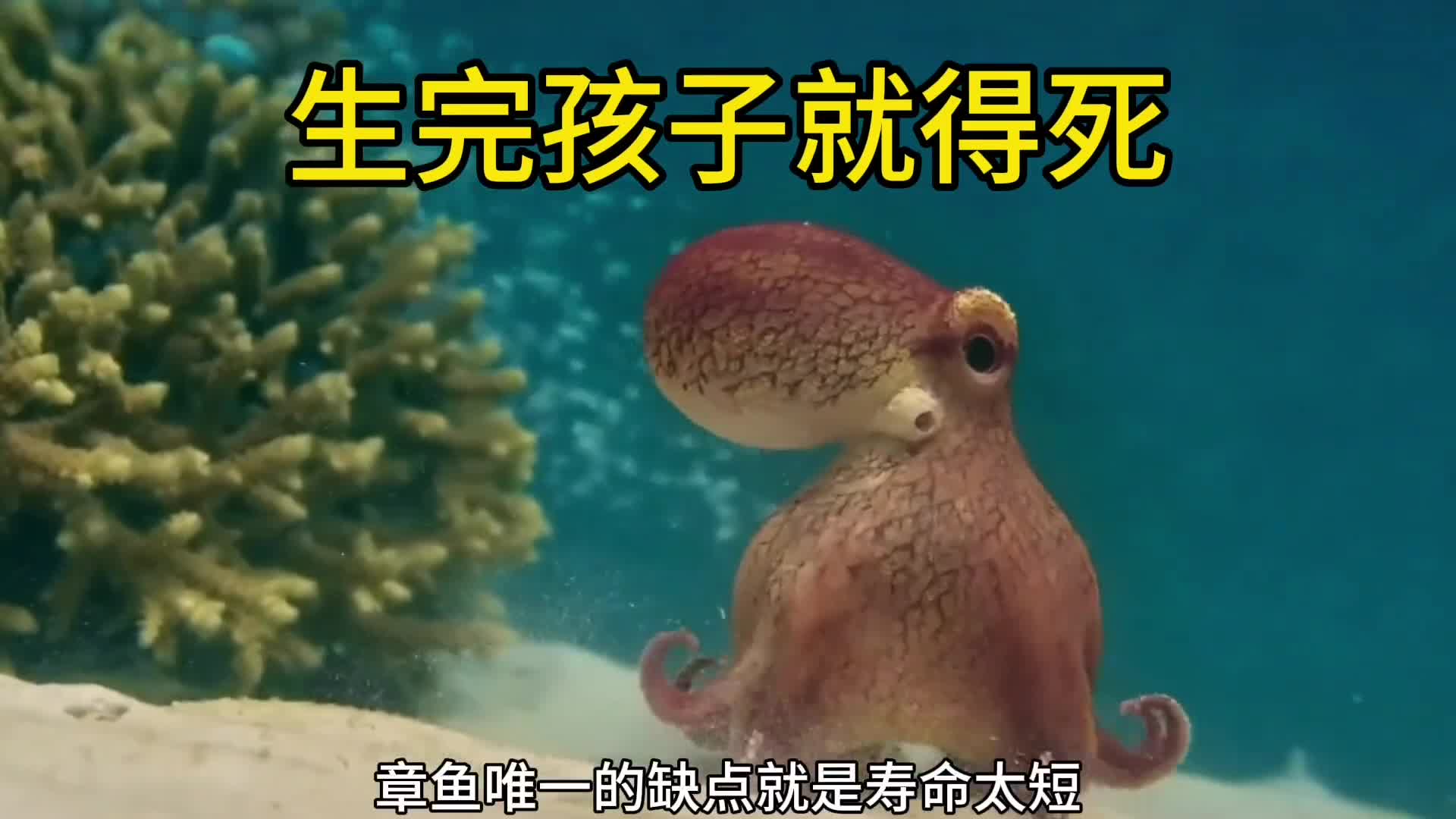 生完孩子就得死章鱼最大的缺点寿命短