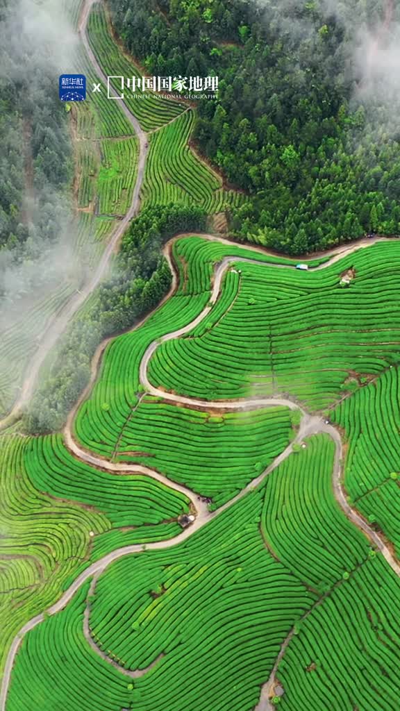 在福建的茶山寻香知味福建古田的凤埔龙山茶园铺展着葱郁的绿意茶树层层叠叠铺满山野茶叶翠绿欲滴盈满眼眸茶香幽远悄然隔绝尘世喧嚣