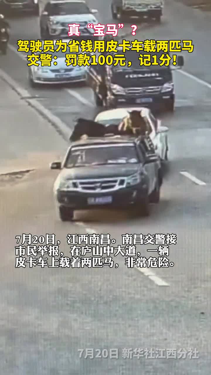 真宝马皮卡车斗篷载马匹交警要不得