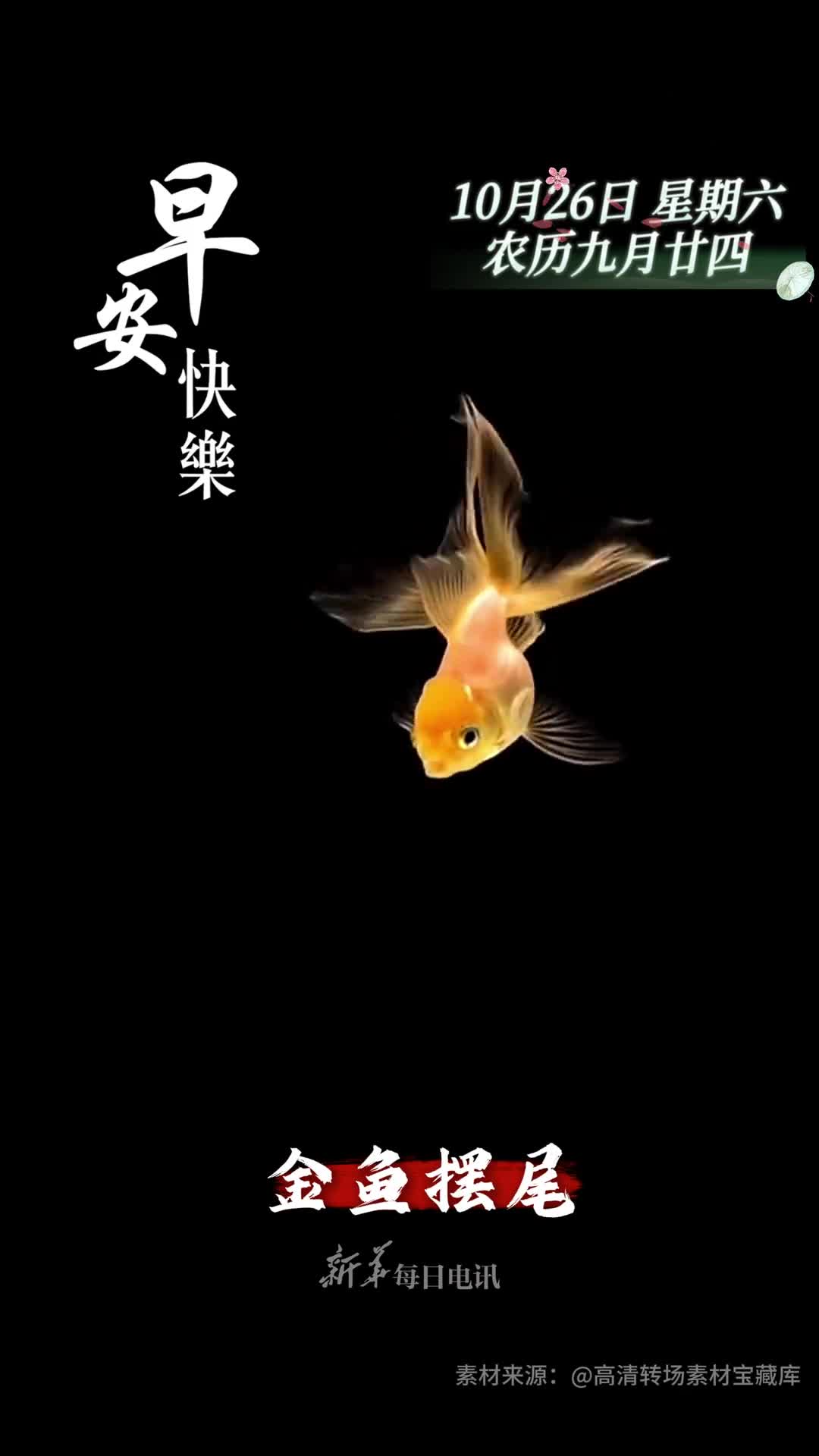 金鱼摆尾金玉满堂新的一天开始祝您和家人顺风顺水幸福吉祥早安