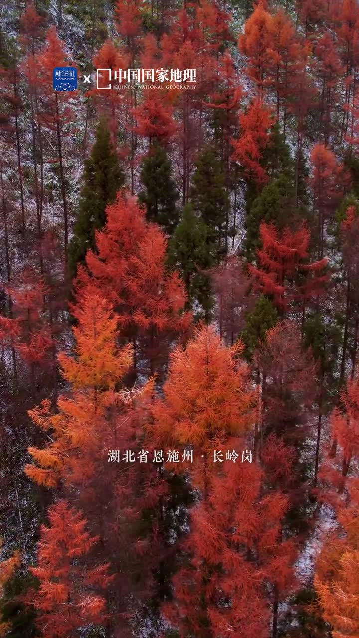 南方的林海雪后有多美长岭岗林场位于湖北省恩施州的建始县以落叶松为主的松林在如今这个秋色还未完全退场的季节已经浅覆上一层白雪呈现出层次分明浓墨重彩的林海风光