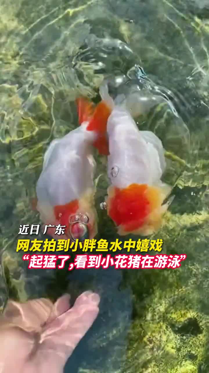网友拍到小胖鱼水中嬉戏起猛了看到小花猪在游泳