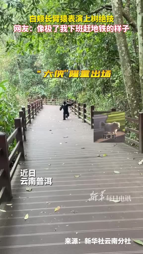 白颊长臂猿表演上树绝技网友像极了我下班赶地铁的样子