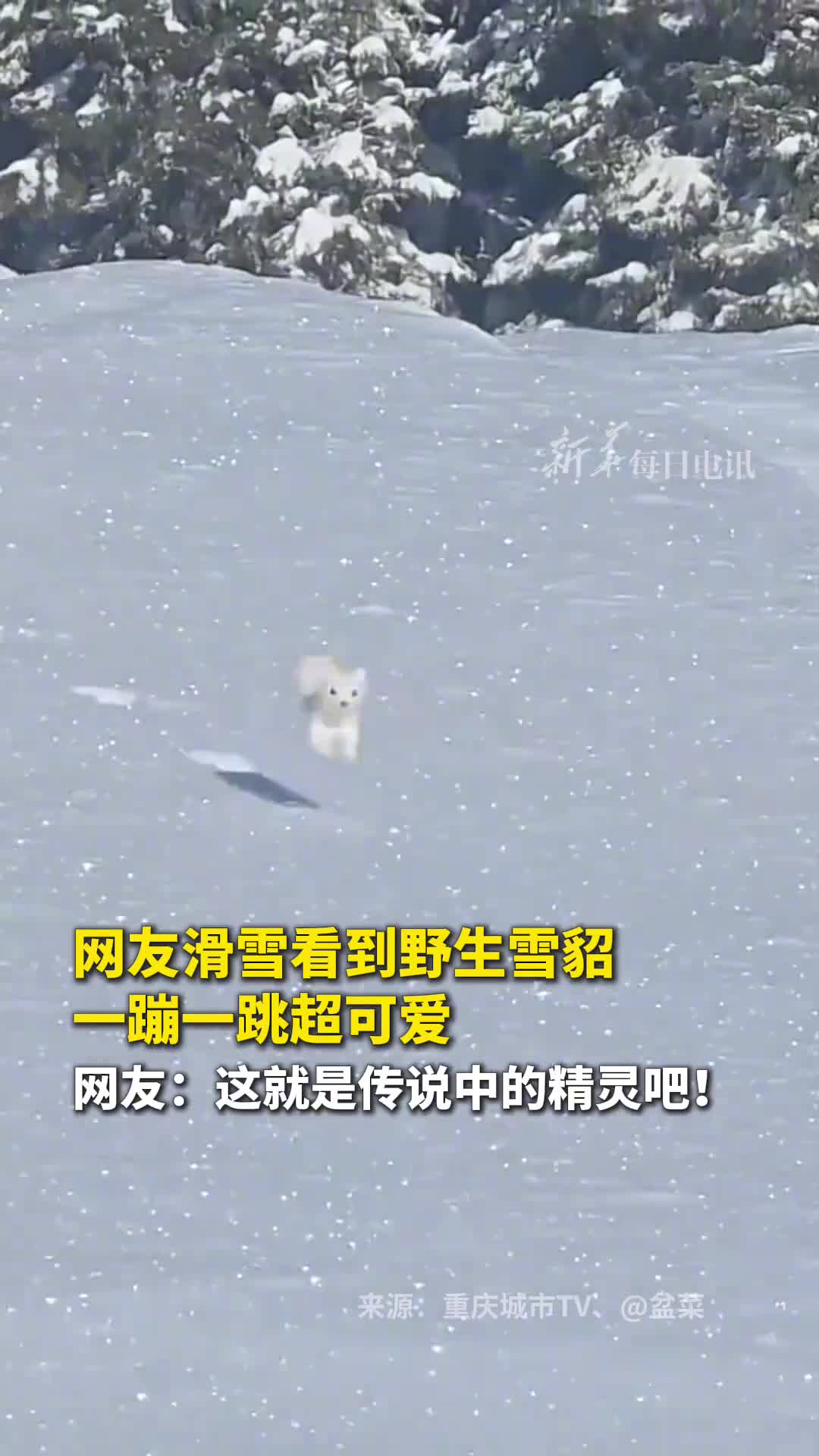 网友滑雪看到野生雪貂一蹦一跳超可爱网友这就是传说中的精灵吧