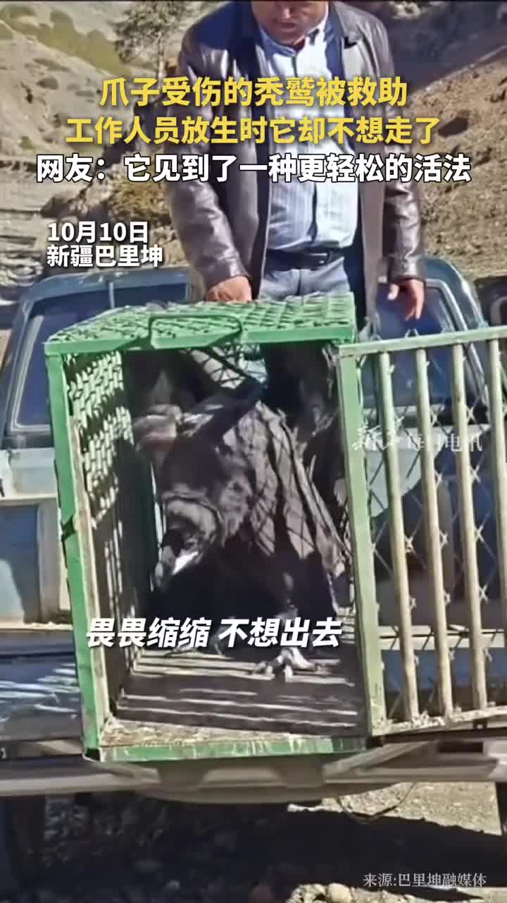 爪子受伤的秃鹫被救助工作人员放生时它却不想走了网友它见到了一种更轻松的活法巴里坤融媒体