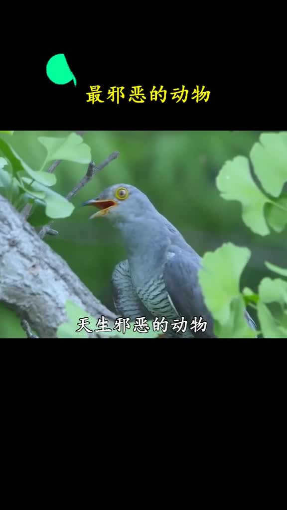 鸟妈一脸懵这孩子咋吃这么胖