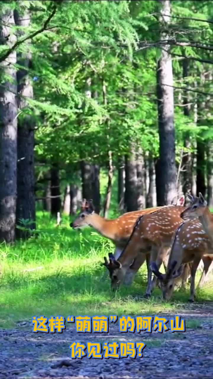 这样萌萌的阿尔山你见过吗