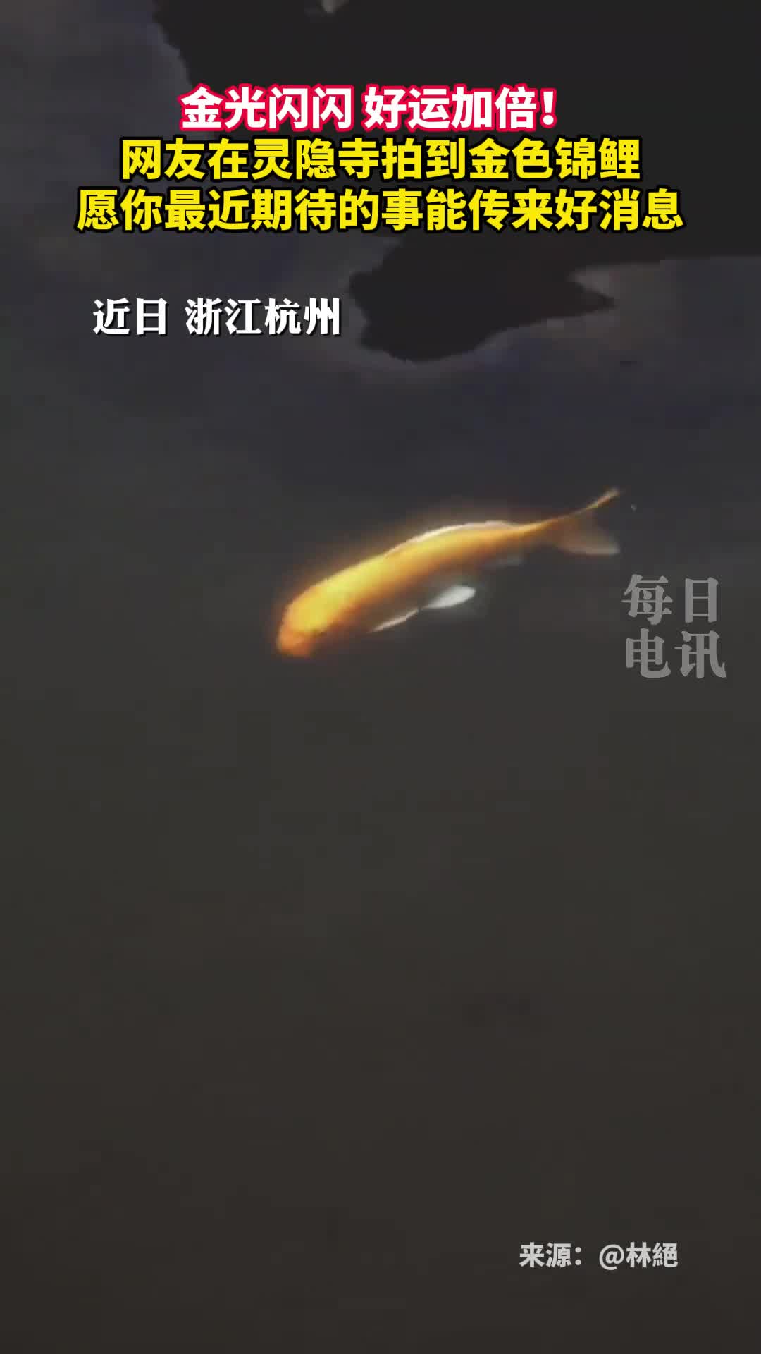 金光闪闪好运加倍网友在灵隐寺拍到金色锦鲤愿你最近期待的事能传来好消息
