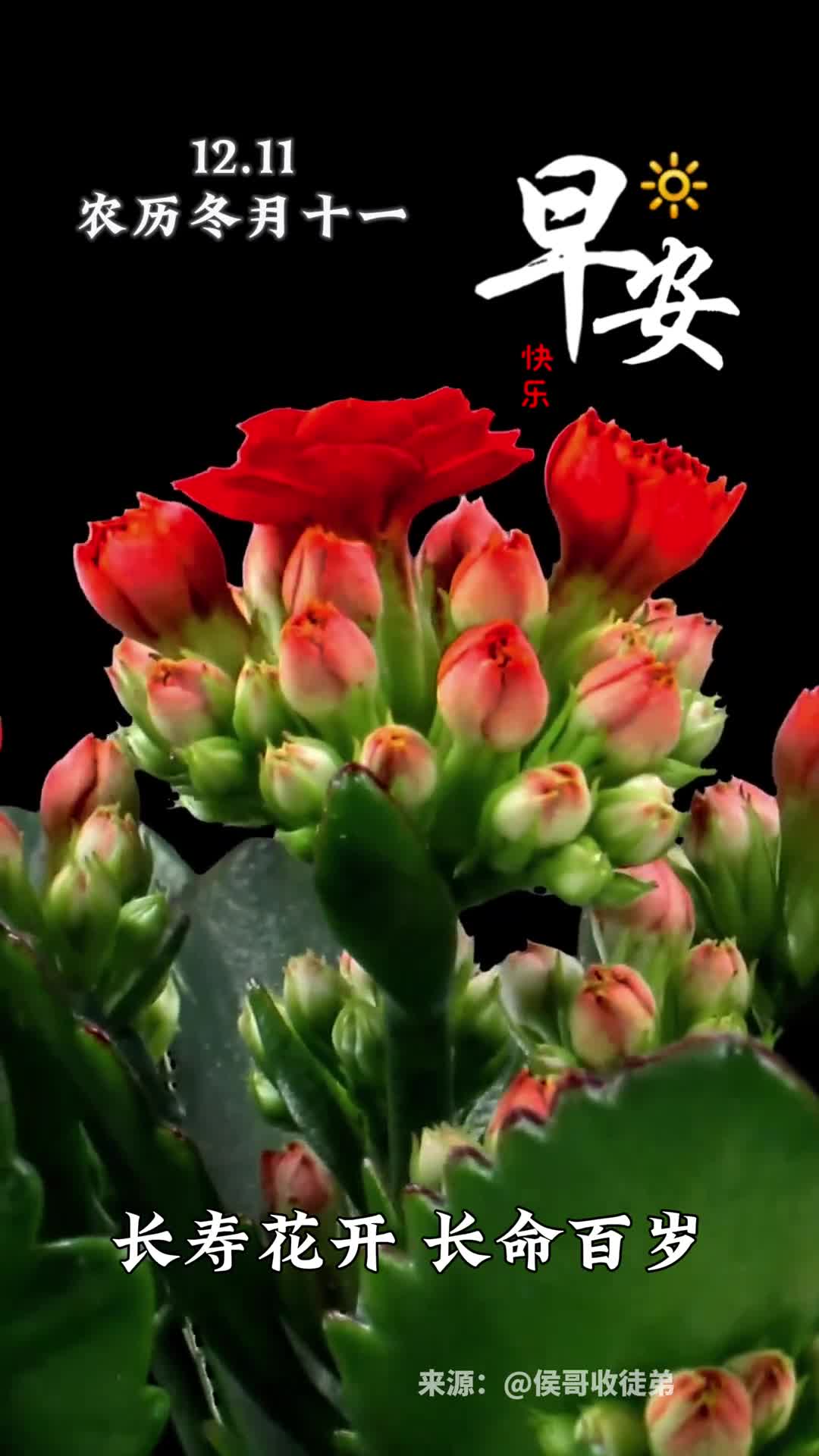 长寿花开长命百岁新的一天愿您身体健康笑口常开早安