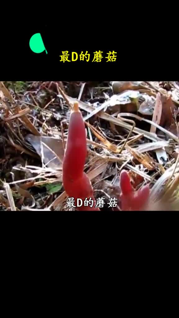 比唐僧还要快的直达西天道路在森林里要看仔细了哦