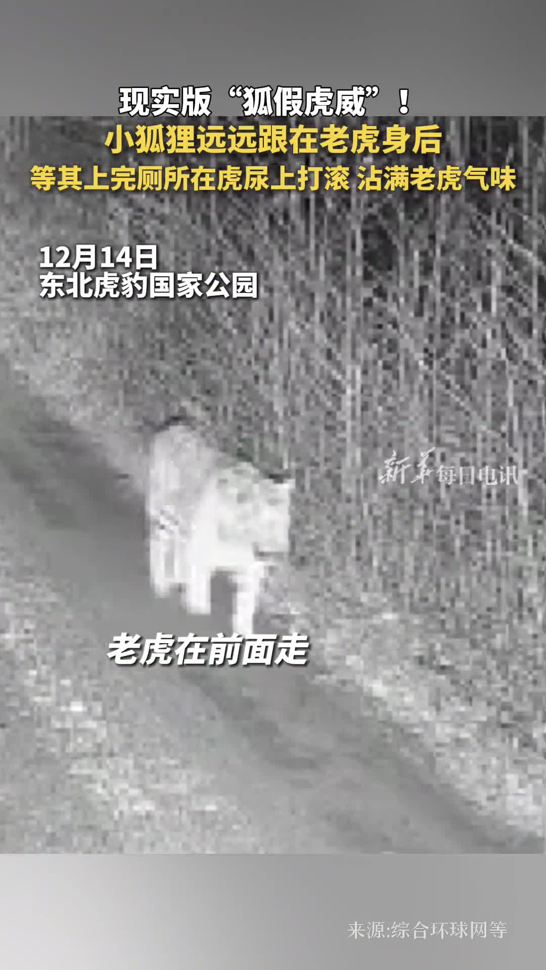 现实版狐假虎威小狐狸远远跟在老虎身后等其上完厕所在虎尿上打滚沾满老虎气味