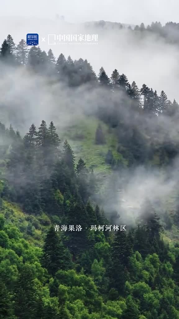夏日森系秘境在哪里我国复杂的地理条件造就了各地特点鲜明的森林景观位于青海果洛的玛柯河林区属于三江源国家级自然保护区万木峥嵘云雾蒸腾林中清风好似透过镜头解了炎夏的暑意