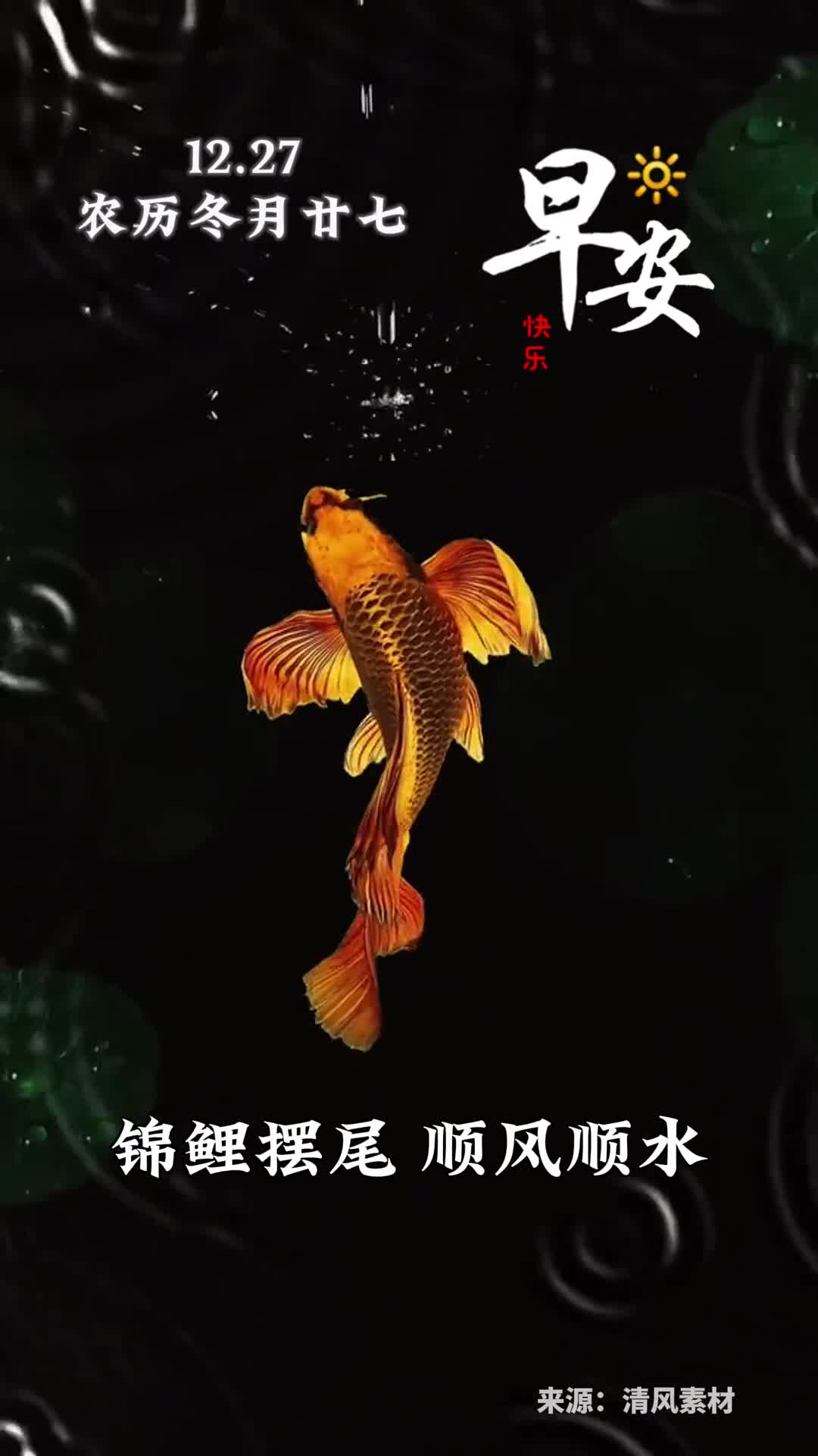 锦鲤摆尾顺风顺水新的一天愿您如鱼得水风生水起