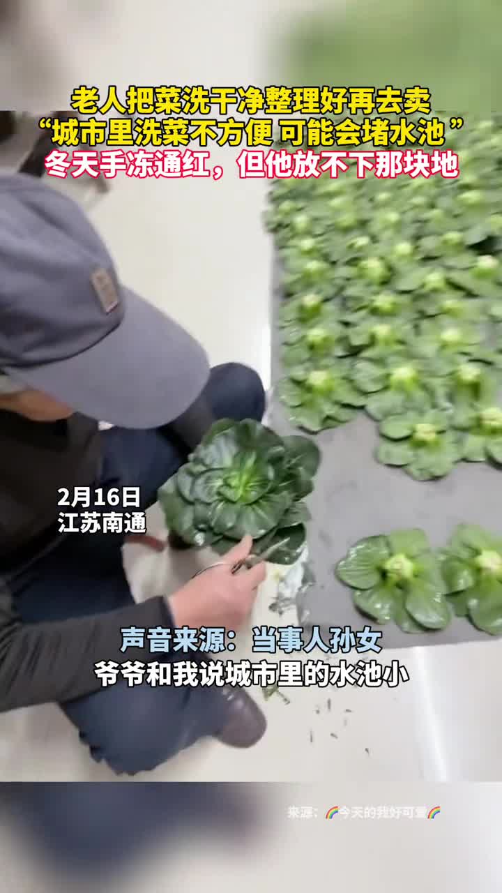 老人把菜洗干净整理好再去卖城市里洗菜不方便可能会堵水池冬天手冻通红但他放不下那块地