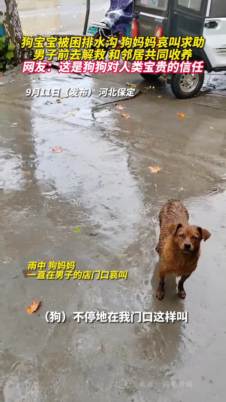 狗宝宝被困排水沟狗妈妈哀叫求助男子前去解救和邻居共同收养网友这是狗狗对人类宝贵的信任