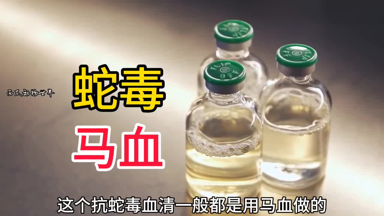 抗蛇毒血清和马血的关系