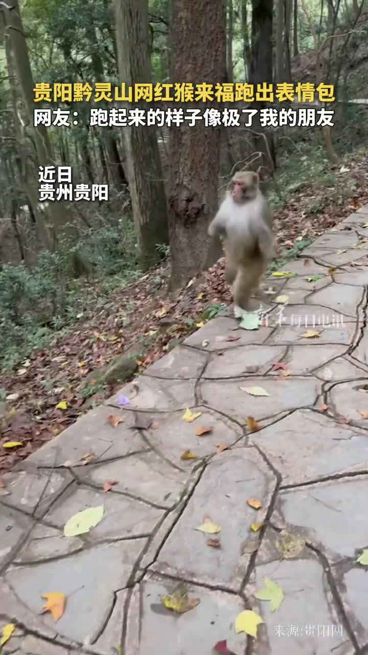 贵阳黔灵山网红猴来福跑出表情包网友跑起来的样子像极了我的朋友