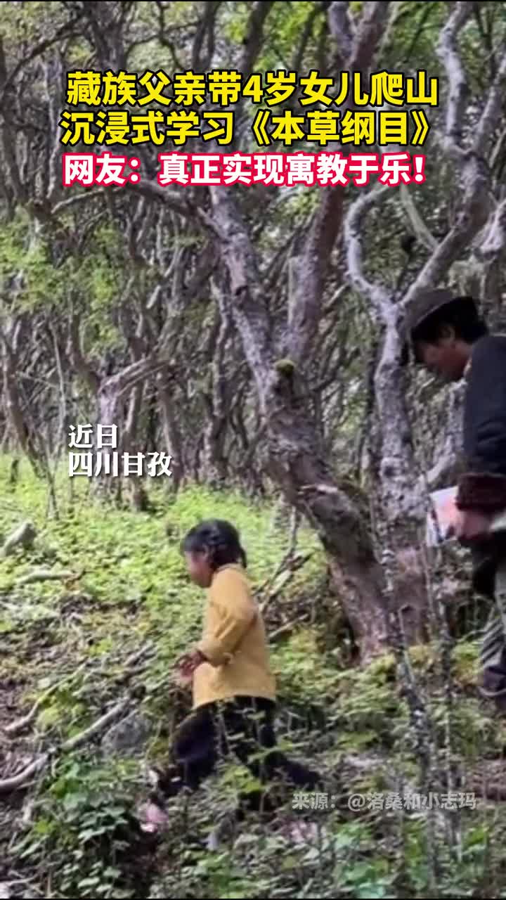 藏族父亲带4岁女儿爬山沉浸式学习本草纲目网友真正实现寓教于乐