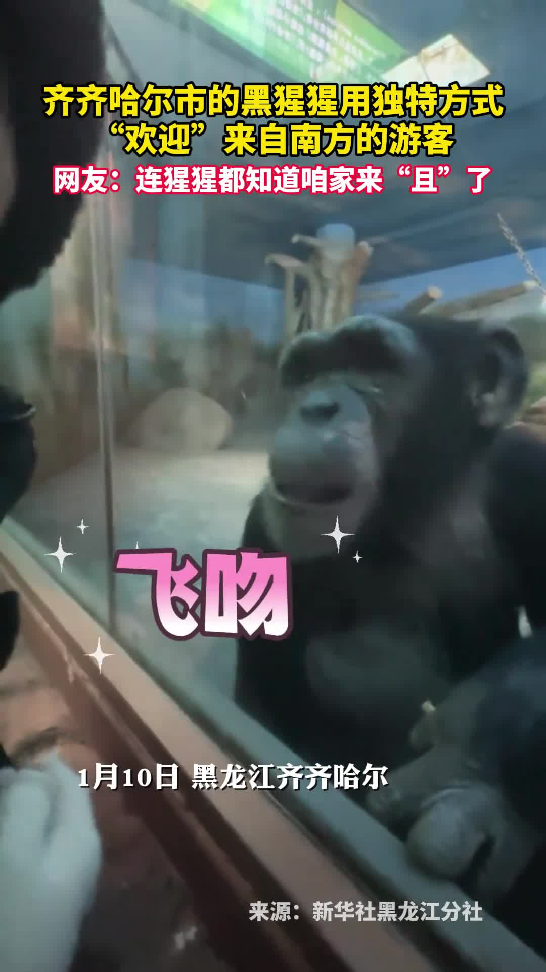 齐齐哈尔市的黑猩猩用独特方式欢迎来自南方的游客网友连猩猩都知道咱家来且了