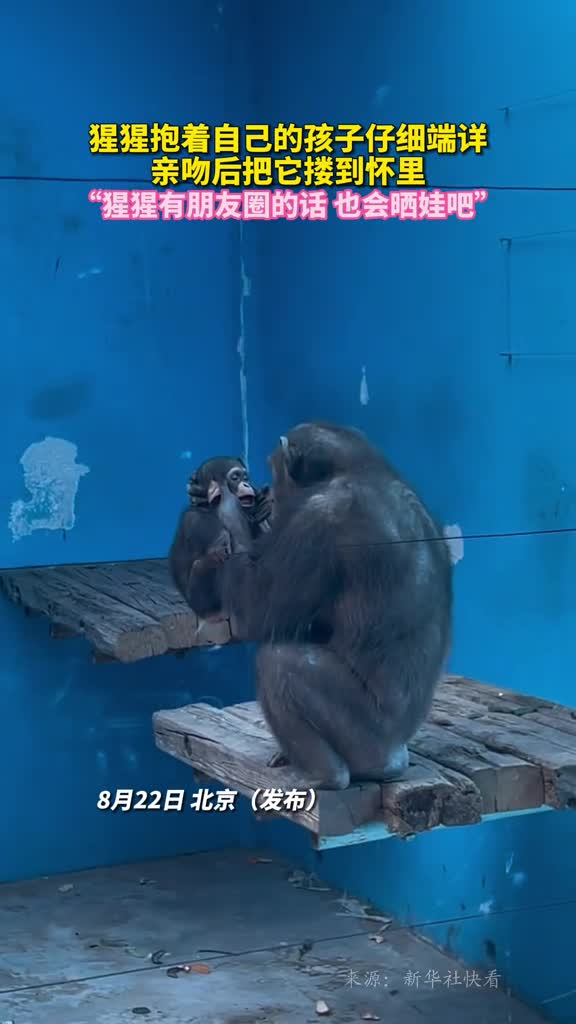 猩猩抱着自己的孩子仔细端详亲吻后把它搂到怀里网友猩猩有朋友圈的话也会晒娃吧