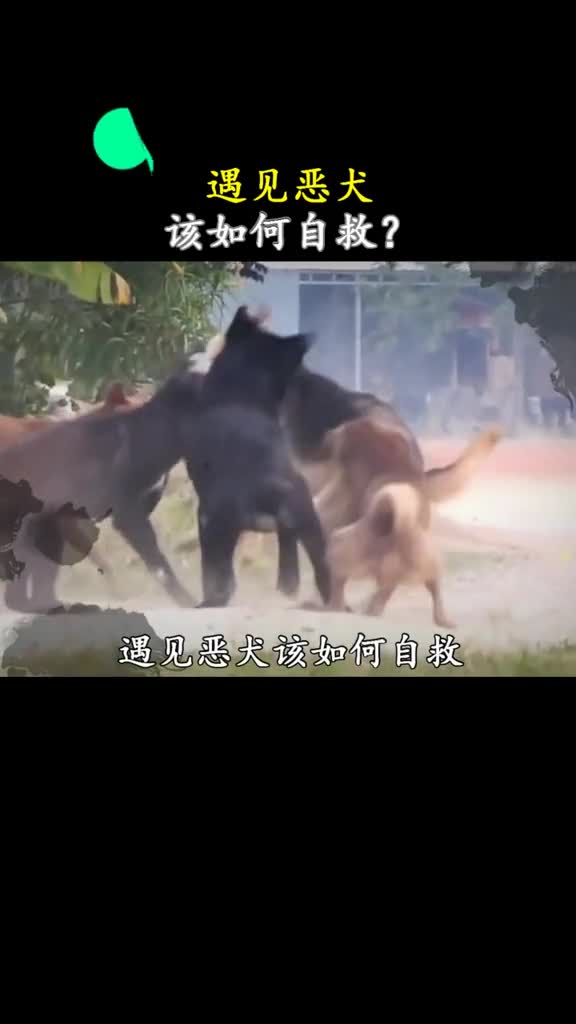 遇见恶犬自救的办法简单又不失华丽