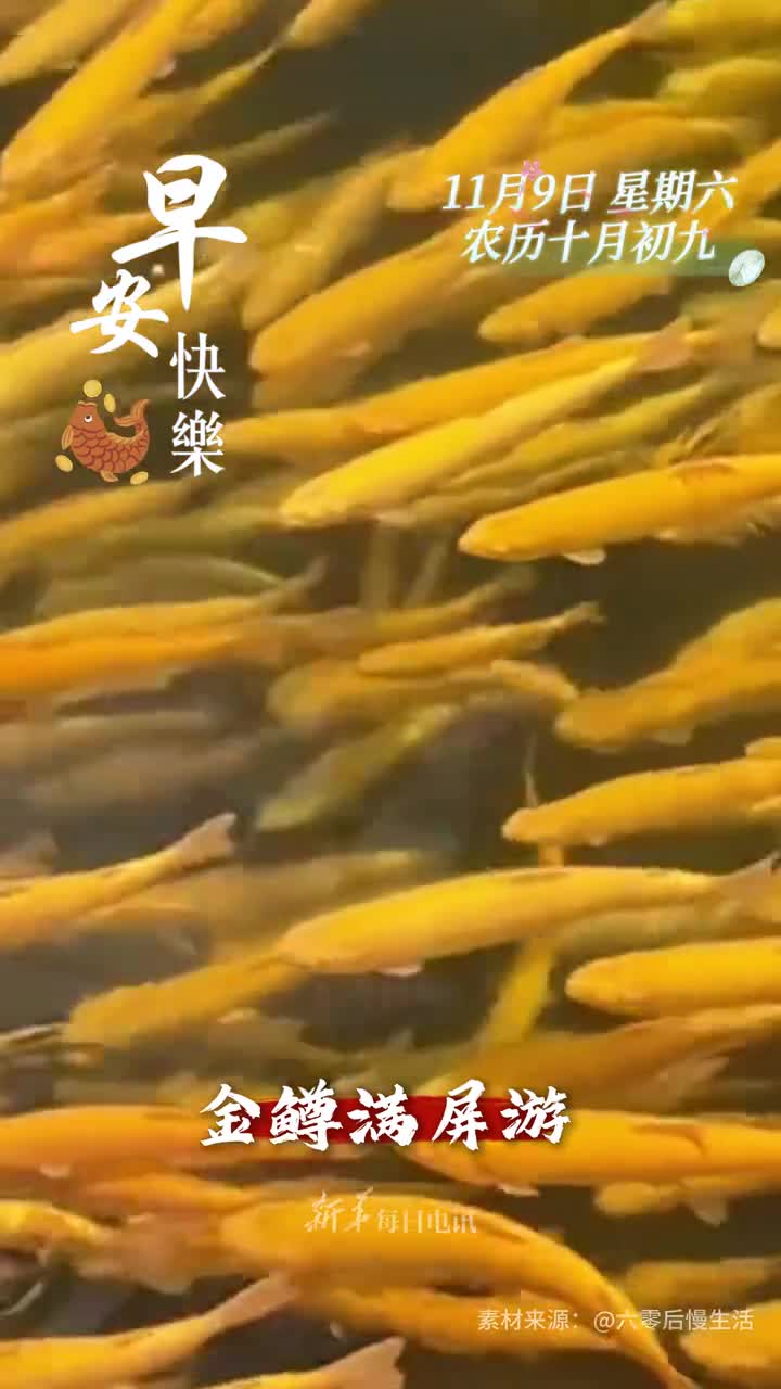 金鳟满屏游鸿运正当头新的一天开始祝您和家人如鱼得水大吉大利早安