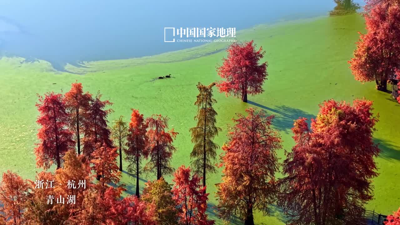 不要错过这处杭州顶流美景12月的青山湖已经渐入佳境红杉林加抹茶湖幻化出油画般的质感高大细密的水杉林随着冬日寒意的到来变换着色彩愈发热烈明艳乘船驶入仿佛来到了梦幻的童话世界