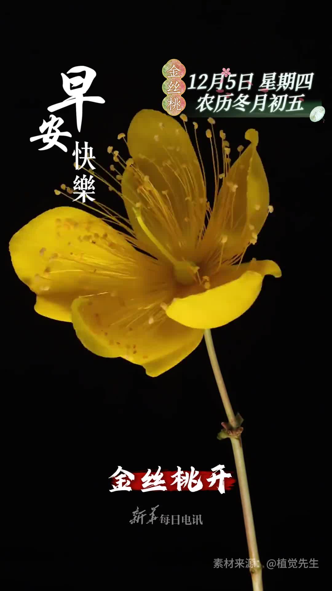 金丝桃开喜至庆来新的一天开始祝您和家人吉祥如意平安顺遂早安