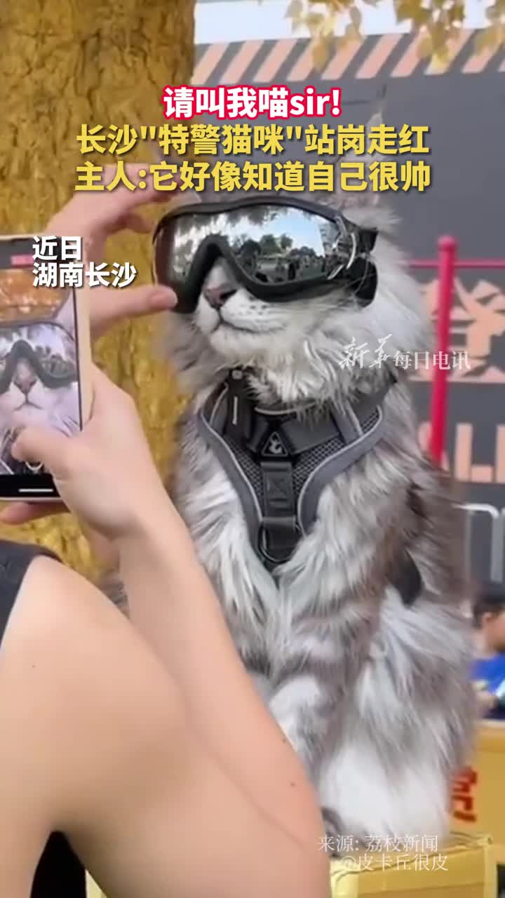 请叫我喵sir长沙特警猫咪站岗走红主人它好像知道自己很帅