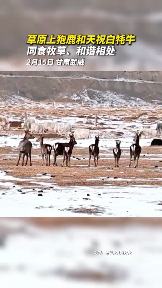 草原上狍鹿和天祝白牦牛同食牧草和谐相处