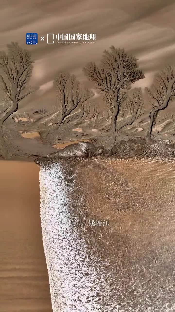 在钱塘江滩涂上由潮汐往复冲刷而形成的水道宛若一棵棵有着枝杈树干的潮汐树它们排列有序形成潮汐森林不断地生长变化展现出富有力量感的线条美