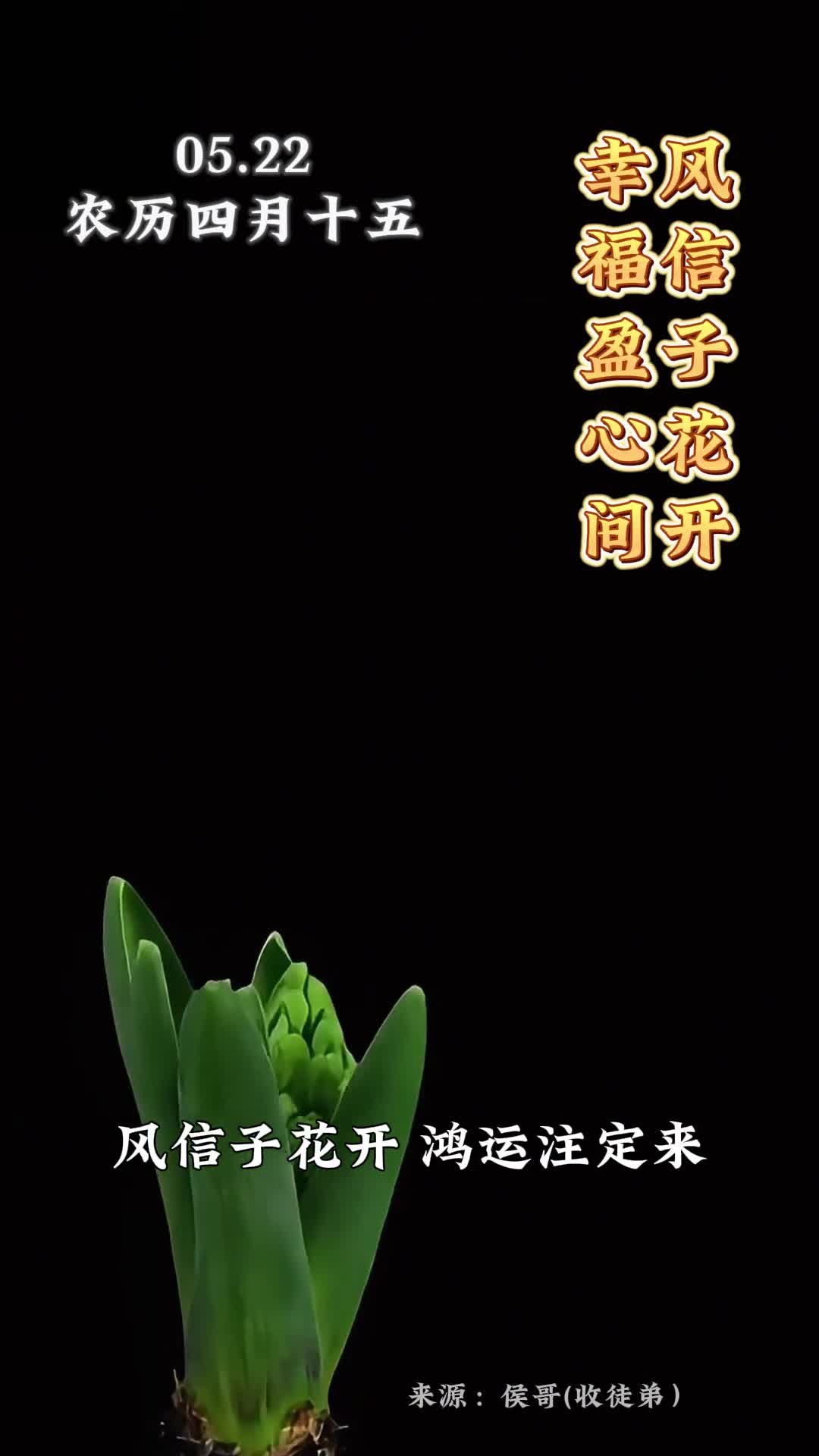 风信子花开鸿运注定来农历四月十五愿你四季平安五福临门