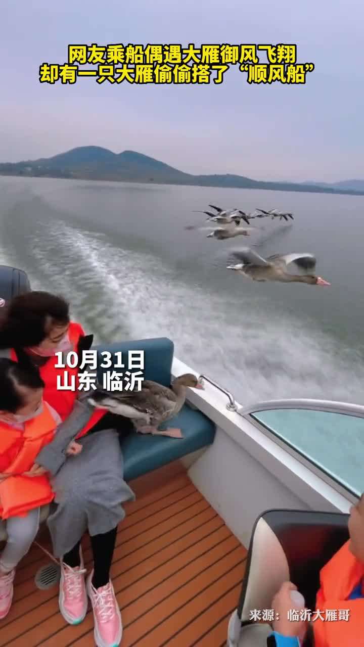 网友乘船偶遇大雁御风飞翔却有一只大雁偷偷搭了顺风船