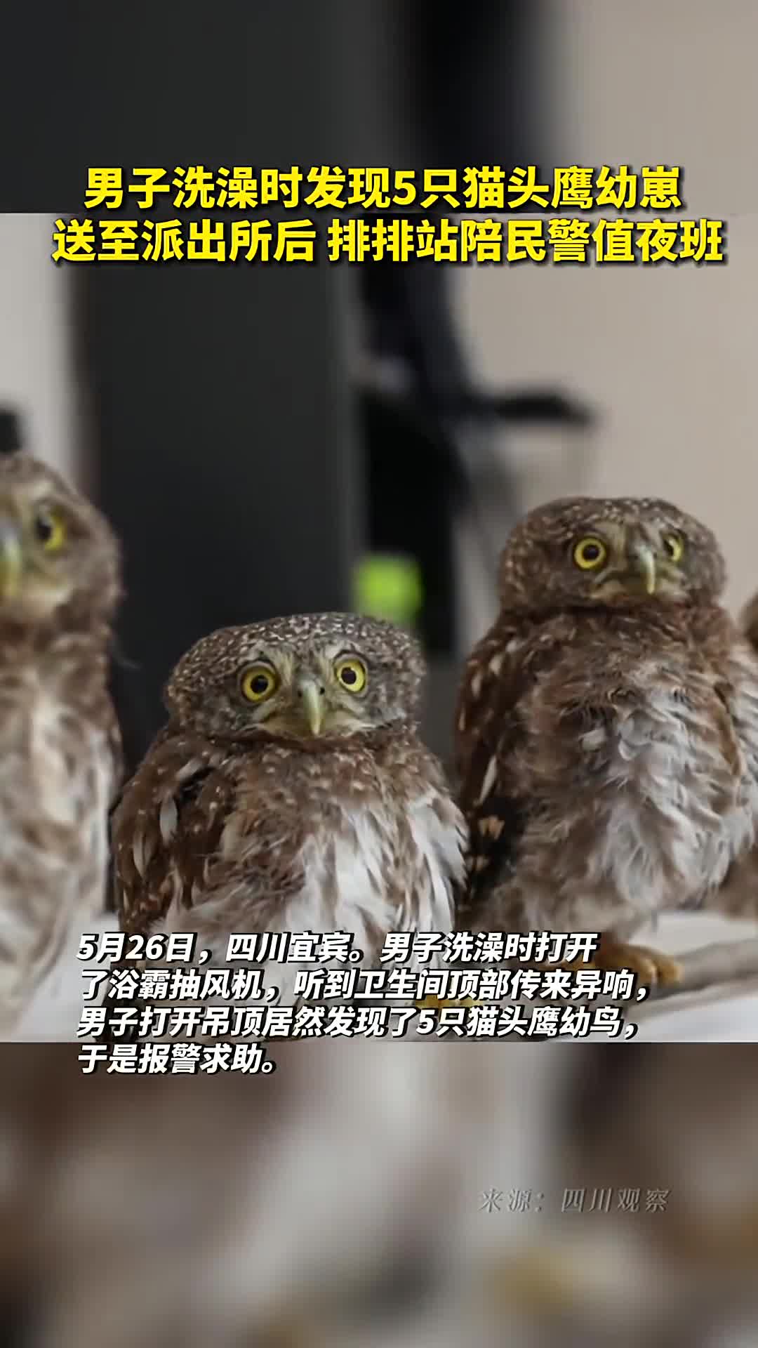 男子洗澡时发现5只猫头鹰幼崽送至派出所后排排站陪民警值夜班