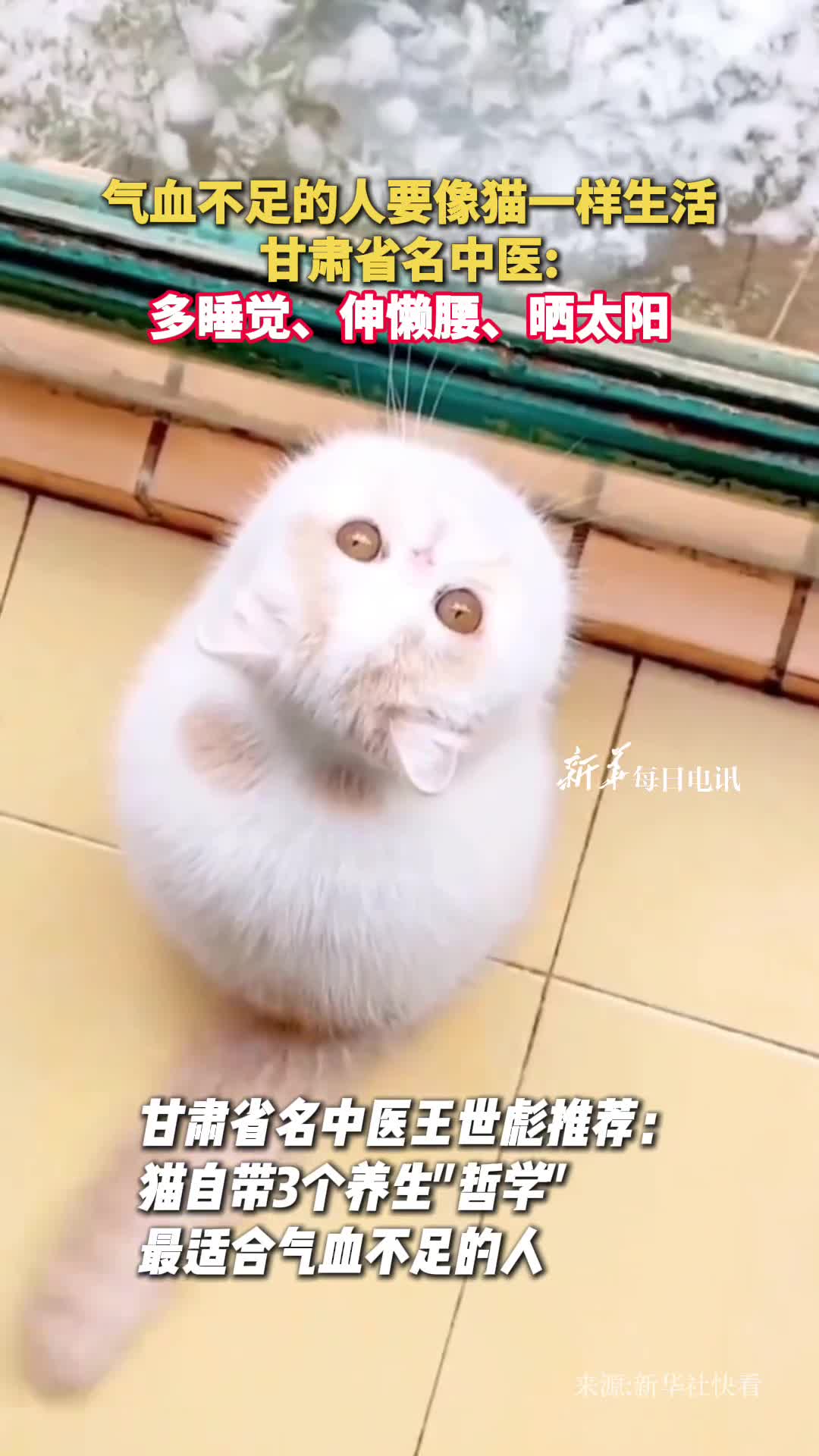 甘肃省名中医气血不足的人要像猫一样生活多睡觉伸懒腰晒太阳