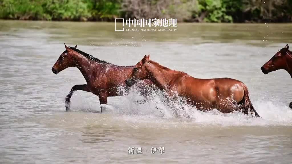 天马也这么淘气的吗谁能告诉我这是个什么跑姿