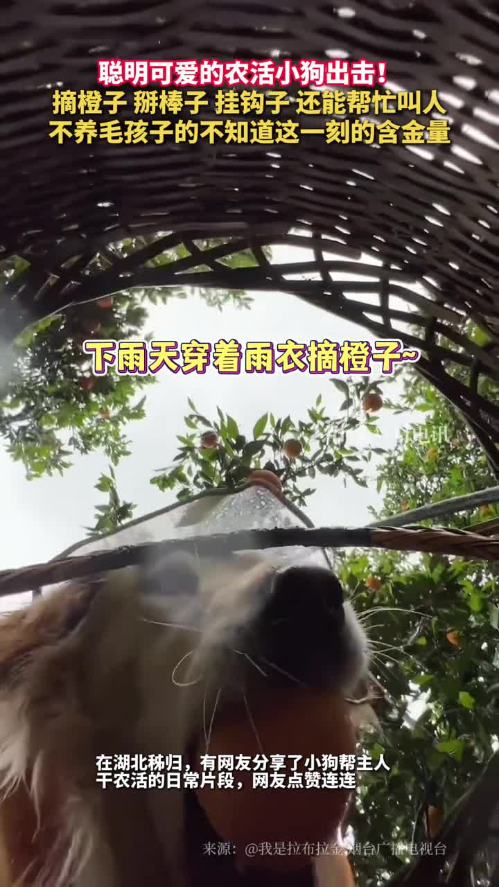 聪明可爱的农活小狗出击摘橙子掰棒子挂钩子还能帮忙叫人不养毛孩子的不知道这一刻的含金量