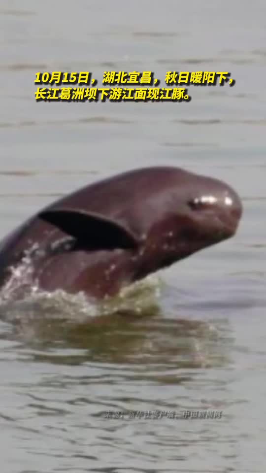长江葛洲坝下游现江豚跃水嬉戏
