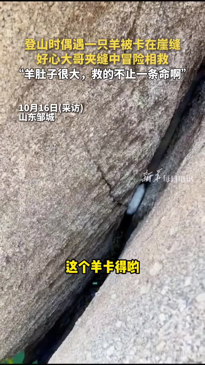 登山时偶遇一只羊被卡在崖缝好心大哥夹缝中冒险相救羊肚子很大救的不止一条命啊