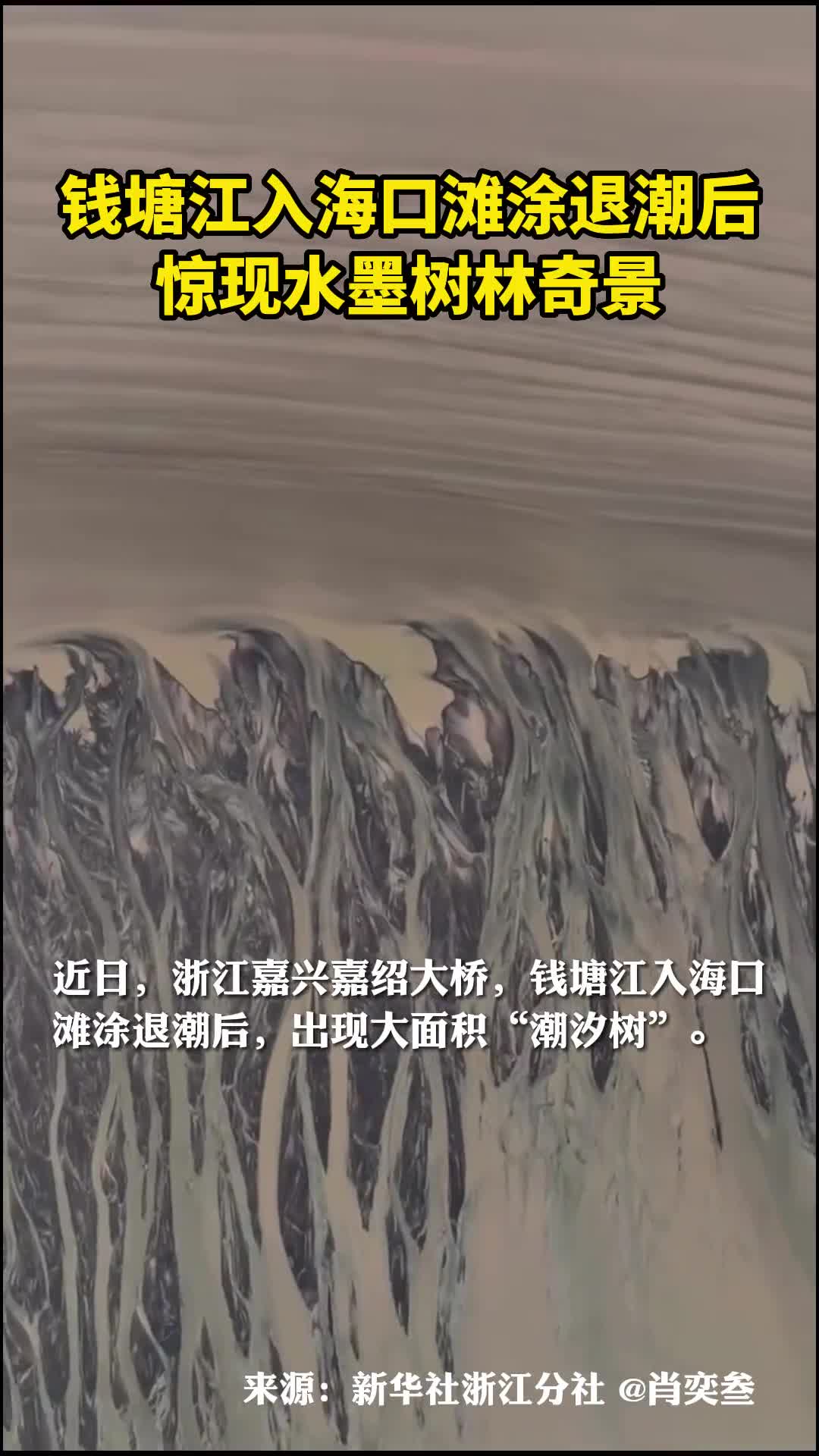 钱塘江入海口滩涂退潮后惊现水墨树林奇景