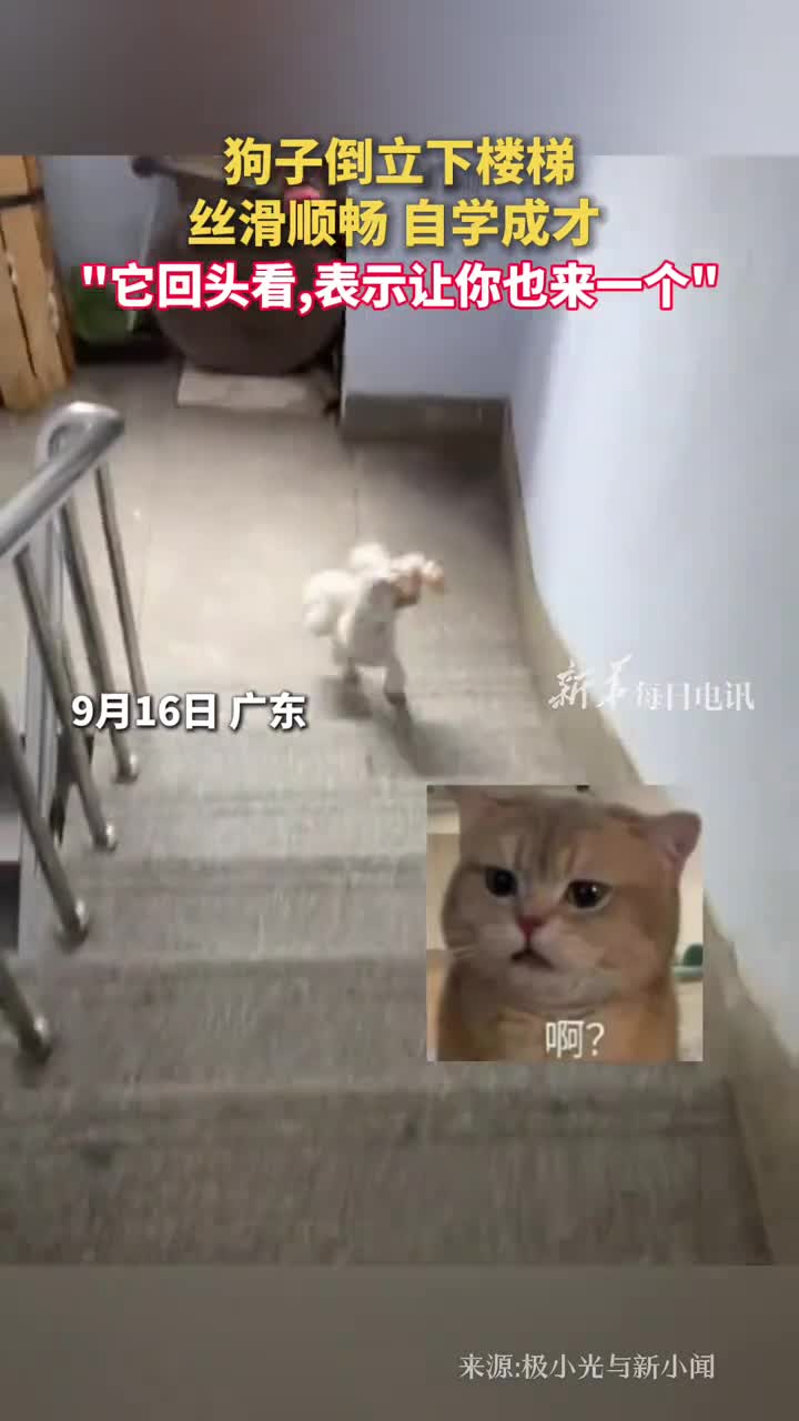 狗子倒立下楼梯丝滑顺畅自学成才它回头看表示让你也来一个