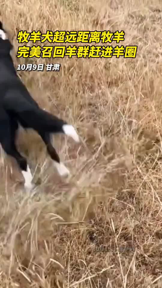 牧羊犬超远距离牧羊完美召回羊群赶进羊圈