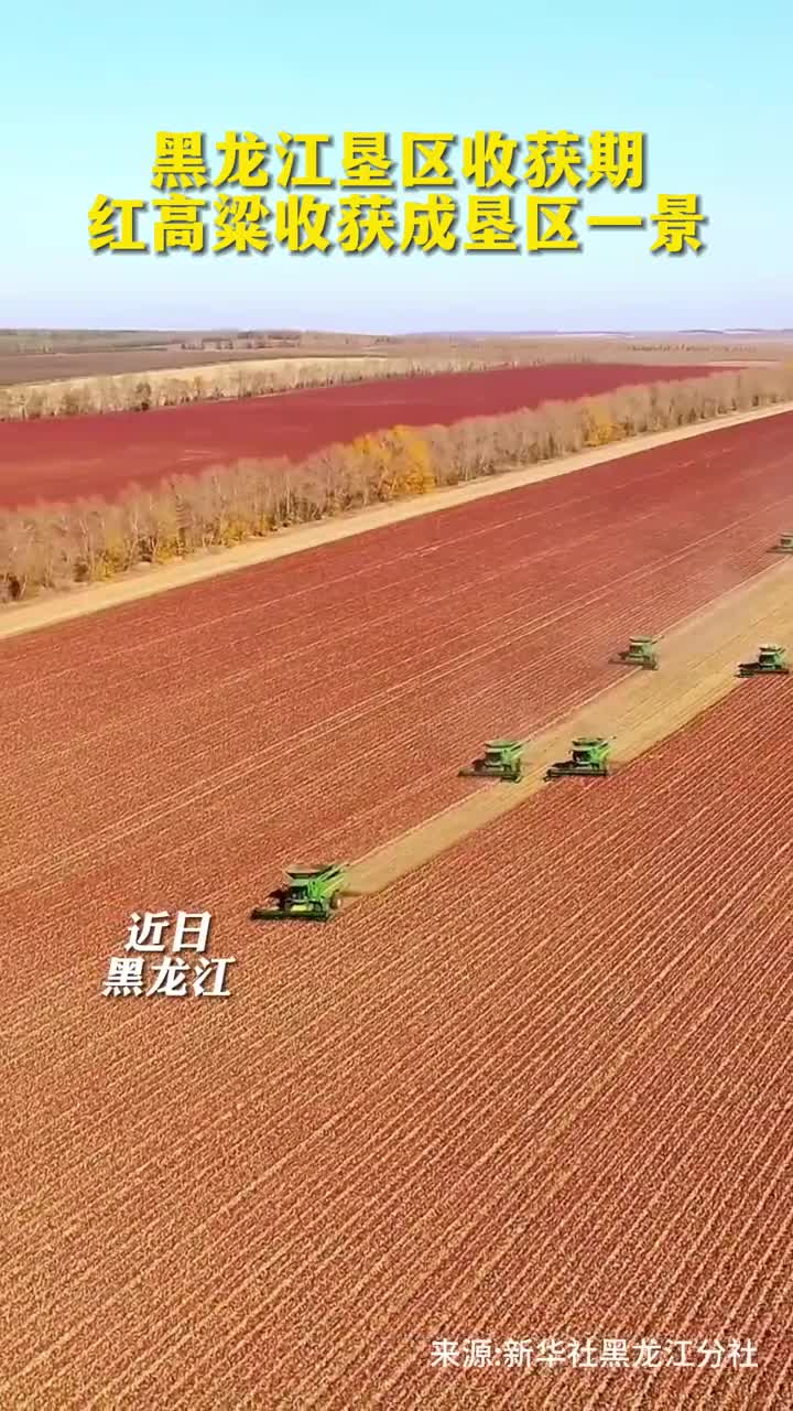 黑龙江垦区收获期红高粱收获成垦区一景