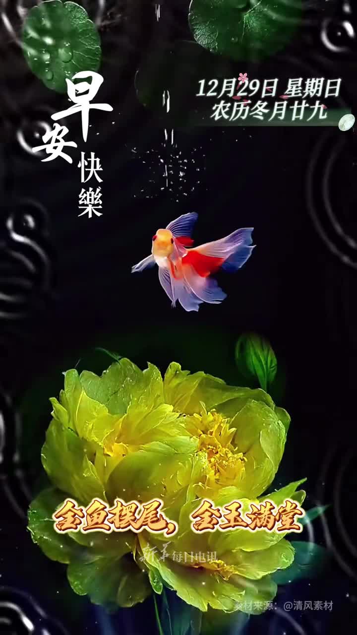 金鱼摆尾金玉满堂新的一天祝您和家人顺风顺水财源广进